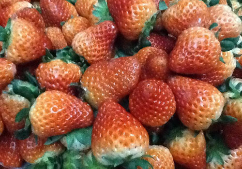 Trồng dâu tây Nhật Bản: Cùng khám phá bí quyết trồng dâu tây Nhật Bản đạt năng suất cao và chất lượng tuyệt vời. Hình ảnh về những trái dâu đỏ tươi, ngọt ngào sẽ khiến bạn thèm muốn và muốn tìm hiểu sâu hơn.
