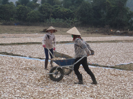 Nông dân phường Lay Nưa sơ chế sắn tươi làm thực phẩm chăn nuôi gia súc và cung ứng cho thị trường.