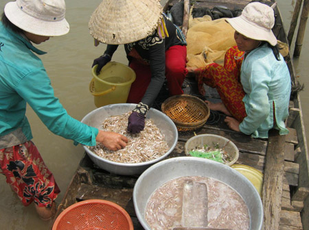 Cá mờm và cá cơm được ướp đá lạnh ngay khi đưa lên xuồng lưới, nhờ vậy cá đến tay người tiêu dùng vẫn tươi ngon