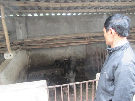 Khu nuôi lợn rừng sinh sản của gia đình ông Nguyên.