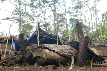 Rừng bị phá để làm nương rẫy ở huyện Đăk Glei, Kon Tum. 