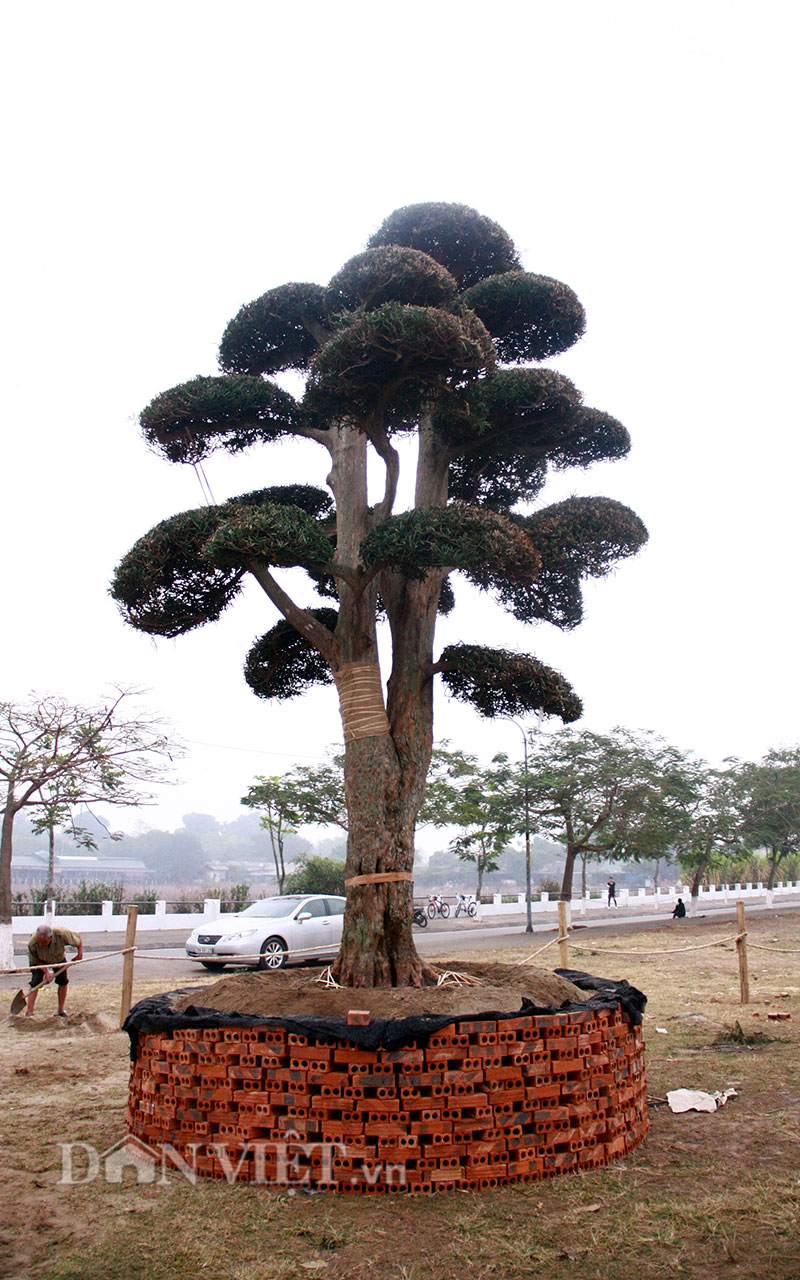 Hàng chục cây tùng cổ thụ “đổ bộ” về Thủ đô, dầm mưa dãi nắng cạnh ...