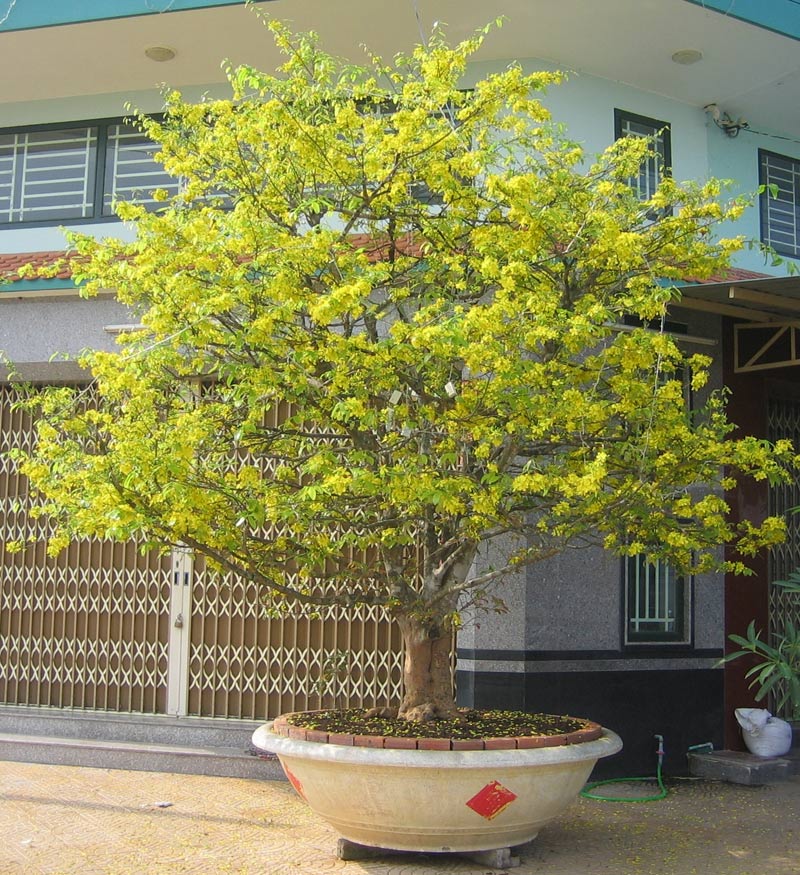 Cây Hoa Mai Tết Trang Trí Sảnh Tòa Nhà  Sài Gòn Hoa 2023