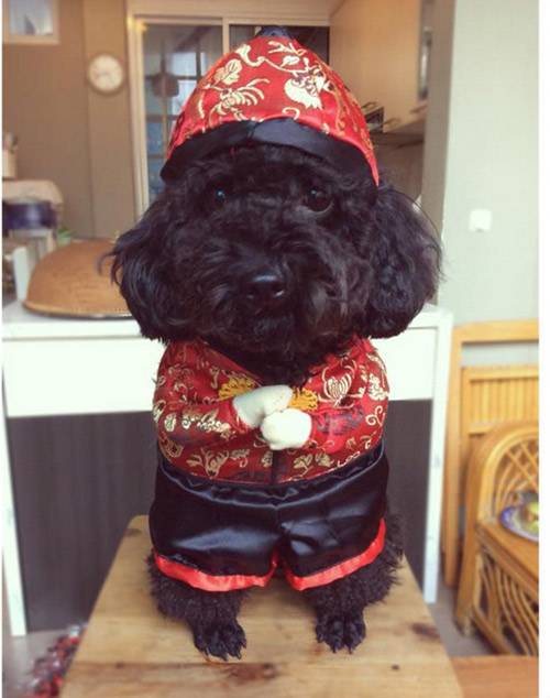 Áo gấm tết cho chó mèo kiểu Trung Hoa  Sườn xám