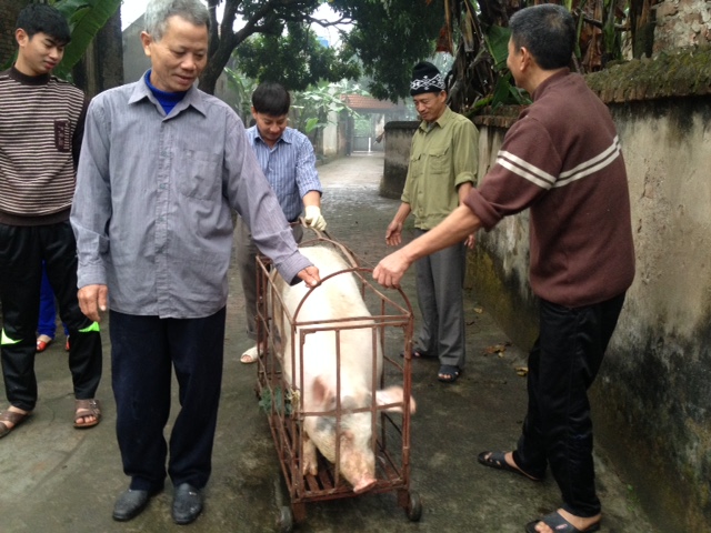 Đụng lợn ngày Tết là một trong những nghi thức mang tính truyền thống tại Việt Nam. Sự kiện này được coi là một cách để tẩy tế bào gốc, mang lại may mắn và tài lộc cho gia đình. Hãy cùng tham gia xem hình ảnh đầy \
