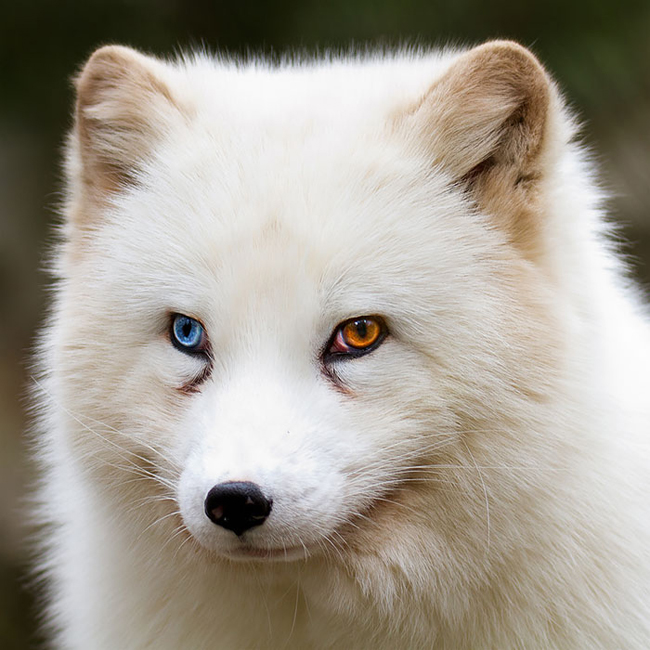 Tải ngay 300+ mẫu ảnh chó 2 màu mắt lạ mắt và dễ thương