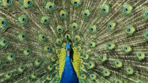 Thức ăn của chim công - sự khác biệt giữa công hoang dã và công được thuần  hóa - Thiên Đường Chim
