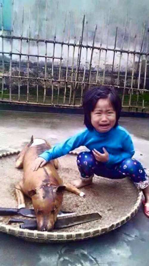 Tình cảm giữa con người và thú cưng luôn đầy xúc động. Xem ảnh cô bé nức nở bên chú chó bị giết thịt để hiểu thêm về tình yêu và lòng nhân ái của chúng ta.