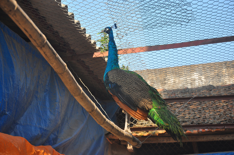 Công lam Ấn Độ - Loài chim lớn nhất với màu sắc tuyệt đẹp