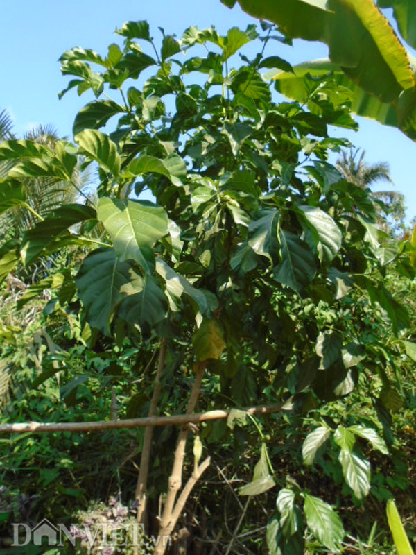 Loài Morinda citrifolia L Cây Nhàu  Cây Thuốc