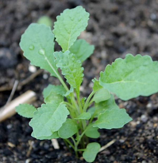 Hạt Giống Rau cải xoăn xanh Kale 20 hạt  Cửa hàng vật tư nông nghiệp