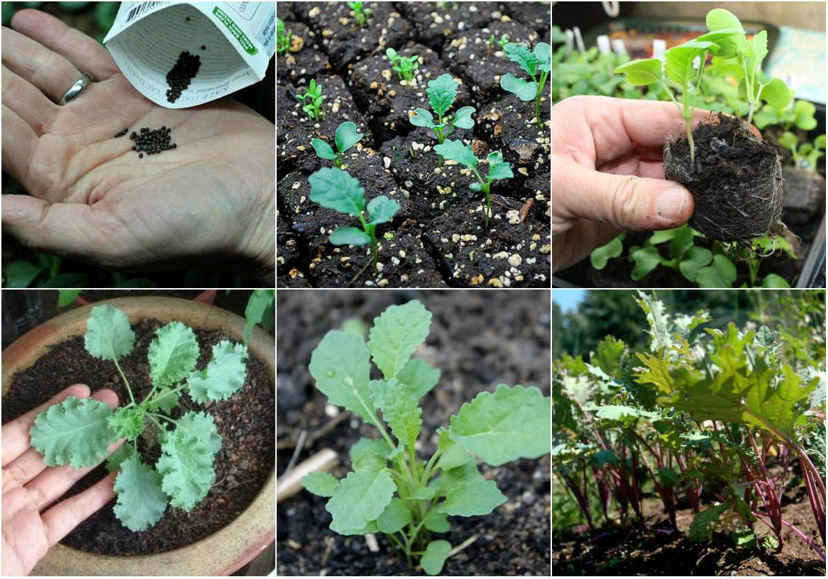 Kỹ thuật trồng và chăm sóc cải xoăn Kale trong thùng xốp  Tháp rau