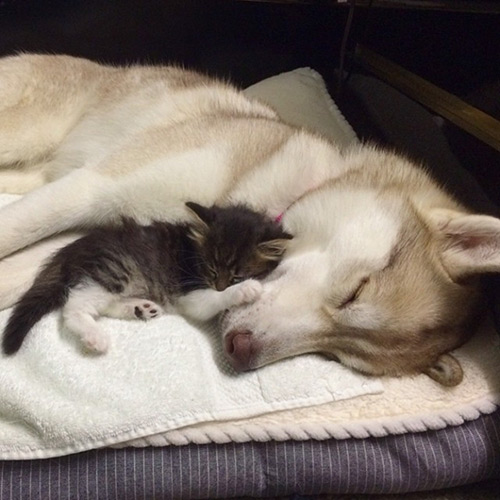 Bạn có biết là mèo và chó Husky có thể thành bạn thân tuyệt vời? Xem hình ảnh này để thấy tình bạn đáng yêu của đôi bạn này!