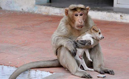 Bạn đã bao giờ thấy một chú khỉ mẹ nuôi chó chưa? Hãy xem bức ảnh này và bạn sẽ biết rằng tình mẹ con là không giới hạn, bất kể loài vật chúng ta là gì.