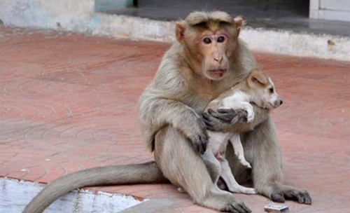 Khỉ cưu mang chó: Chó và khỉ có tình cảm thân thiết và yêu thương nhau, hình ảnh này chắc chắn sẽ làm bạn cảm thấy ấm lòng và muốn xem lần nữa!