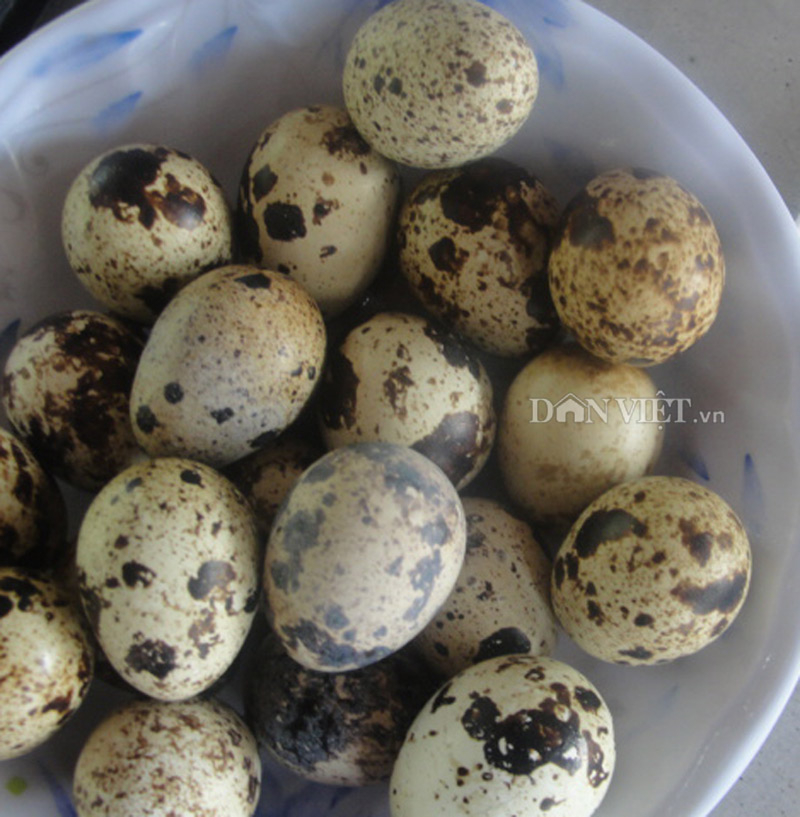 Hình ảnh Trứng Cút PNG Miễn Phí Tải Về  Lovepik