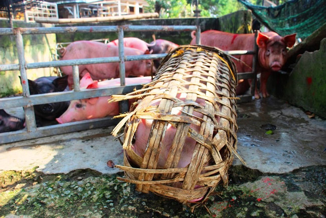 anh: gian nan nghe bat… “thien bong nguyen soai” hinh anh 10