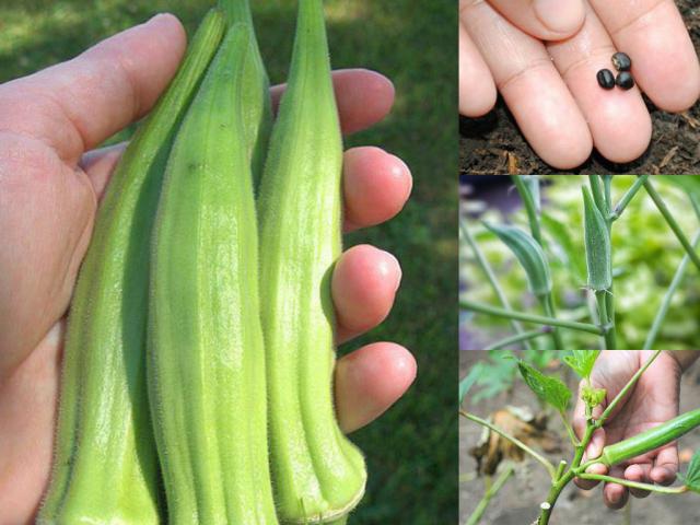 5 bước cực dễ để trồng đậu bắp sai trĩu quả tại nhà