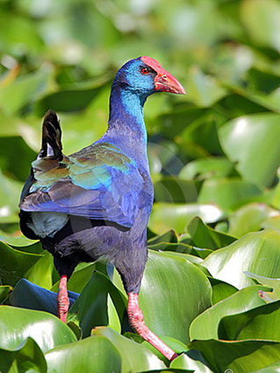 15 các loại chim cảnh Việt Nam đẹp và dễ nuôi, giá, nơi mua
