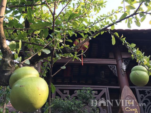 Quảng Ngãi: Độc, lạ cây bòng tây có trái hình hồ lô