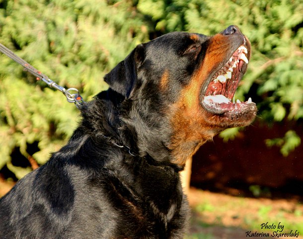 Chó Rottweiler được biết đến như một giống chó nguy hiểm. Tuy nhiên, thật sự chúng là những người bạn rất thân thiện và trung thành. Nếu bạn đang sống trong thành phố Hà Nội và quan tâm đến giống chó Tây, thì hãy xem hình ảnh về chó Rottweiler để hiểu thêm về tính cách của chúng.