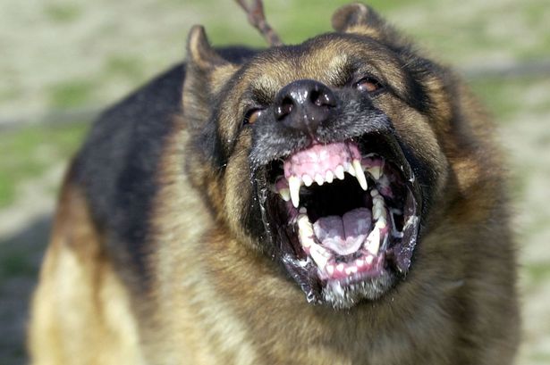 Không có gì gay cấn hơn là những hình ảnh về chó giết người. Đừng bỏ lỡ cơ hội để tìm hiểu về sự ác liệt của những giống chó này.