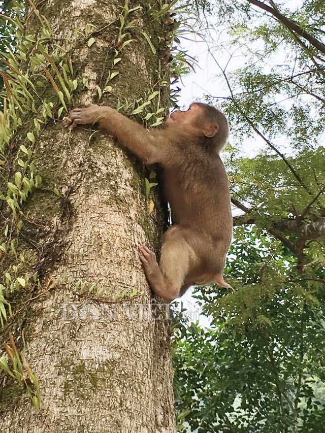 Khỉ nuôi thả rông: Cùng chiêm ngưỡng những chú khỉ tinh nghịch, đáng yêu được nuôi thả rông trong tự nhiên. Chúng vui đùa, săn mồi và tìm kiếm thức ăn trên các cây cao. Hãy xem những hình ảnh đáng yêu này để trở về với tự nhiên và cảm nhận sự sống động của thiên nhiên.