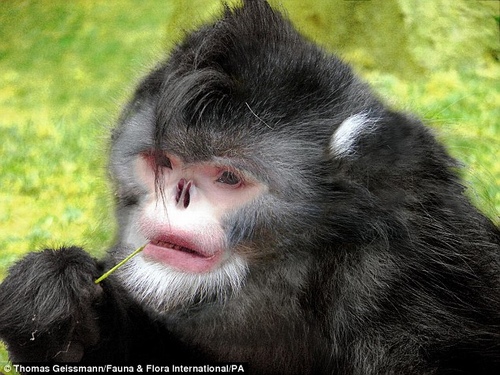 Khỉ kì lạ: Những chú khỉ với vẻ ngoài kì lạ và hành động đầy bất ngờ sẽ khiến bạn suy nghĩ và trầm trồ. Hãy đến với thế giới của những loài động vật đa dạng và đầy thú vị.