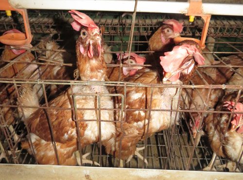 Ông Luân giỏi nuôi gà siêu trứng cho lợi nhuận hơn 200 triệu đồng mỗi năm