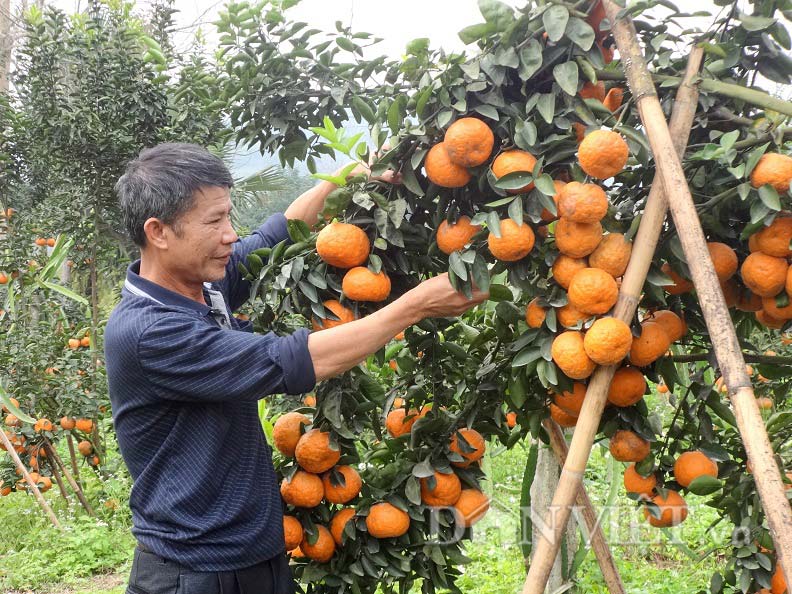 Top 8 loại cam ngon nhất đất Việt