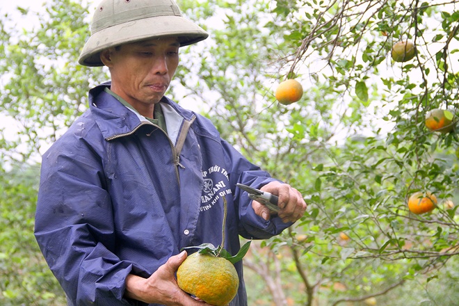 Top 8 loại cam ngon nhất đất Việt