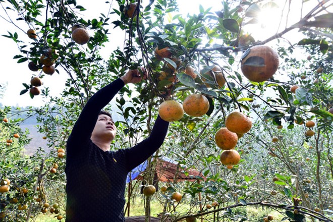 Top 8 loại cam ngon nhất đất Việt