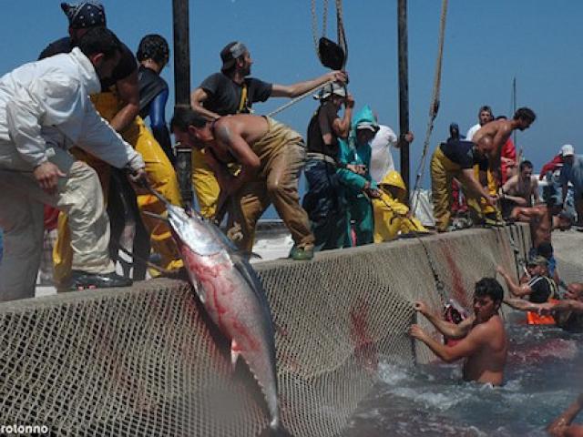 Rợn tóc gáy với những hình ảnh đẫm máu trong lễ hội săn cá ngừ