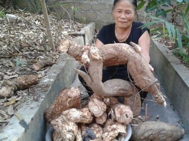Đào được củ sắn dây hơn 40kg trong vườn nhà