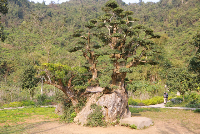 Độc nhất vô nhị cây duối nghìn năm có dáng “bàn tay phật” ở Ninh Bình