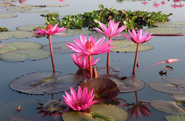 Hồ hoa súng Thái Lan là điểm đến phải ghé thăm cho những ai yêu thích vẻ đẹp tự nhiên. Tại hồ hoa súng, bạn sẽ được tận mắt chiêm ngưỡng hàng ngàn hoa súng khoe sắc tại những địa điểm độc đáo trong khu vực. Hãy đón xem bức ảnh và sẵn sàng cho một cuộc phiêu lưu đầy màu sắc và hương thơm tại hồ hoa súng Thái Lan.