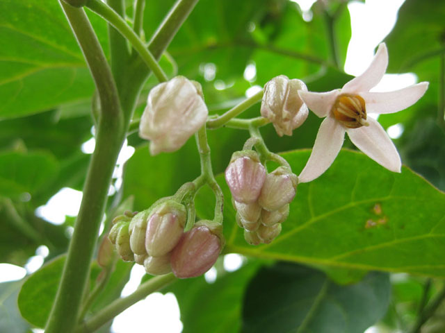 148732450610031-tamarillo-flowers