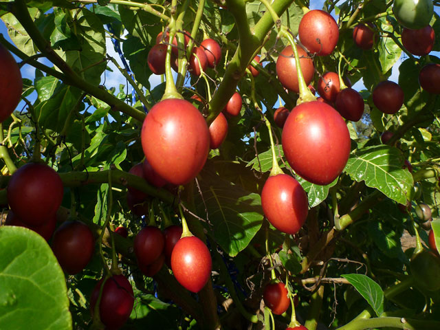 148732450668824-tamarillos