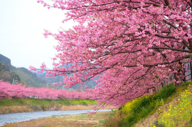 Đã mắt ngắm hoa anh đào nở sớm ở Nhật Bản