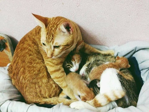 Bạn đã từng có một chú mèo bố thật tử tế và vô cùng yêu thương chưa? Hãy cùng ngắm nhìn hình ảnh đáng yêu của mèo bố cùng với những chú mèo con siêu đáng yêu, chắc chắn sẽ khiến bạn cảm thấy ấm áp và tình cảm gia đình rộn ràng.