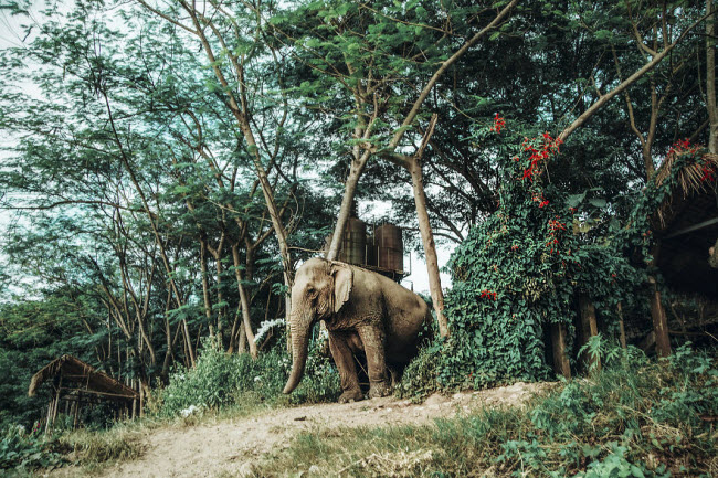 quen resort xa hoa di, den thai lan chan voi moi la 