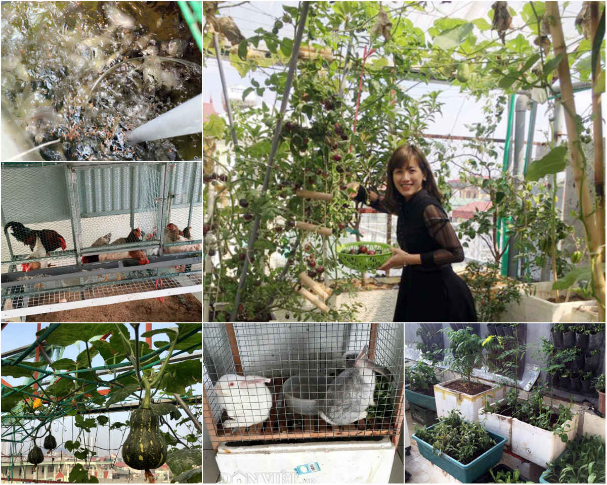 Chi tiết với hơn 58 về mô hình vườn ao chuồng trên sân thượng mới nhất   Tin học Đông Hòa