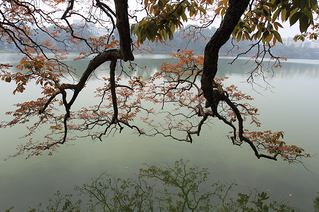 mua cay thay la, ha noi dep me hon khien bao nguoi dam say hinh anh 12