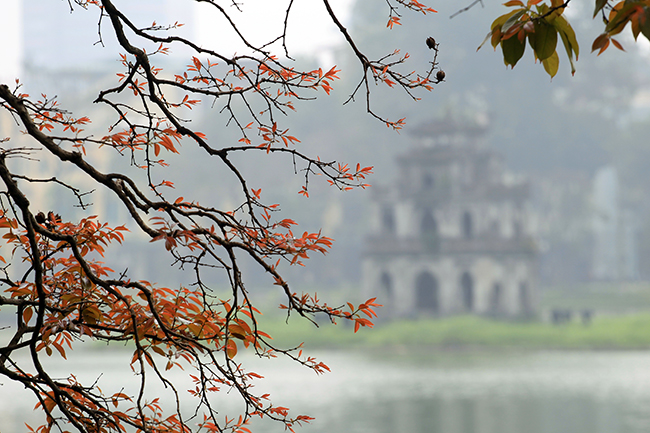 mua cay thay la, ha noi dep me hon khien bao nguoi dam say hinh anh 9