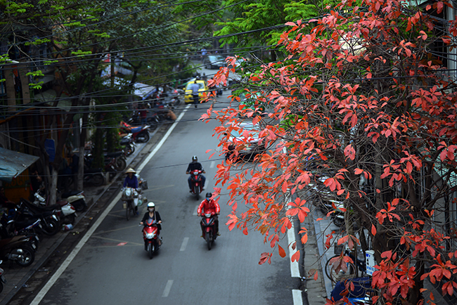 mua cay thay la, ha noi dep me hon khien bao nguoi dam say hinh anh 4