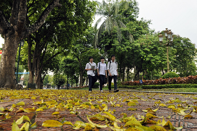 mua cay thay la, ha noi dep me hon khien bao nguoi dam say hinh anh 13