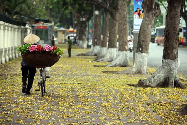 mua cay thay la, ha noi dep me hon khien bao nguoi dam say hinh anh 3