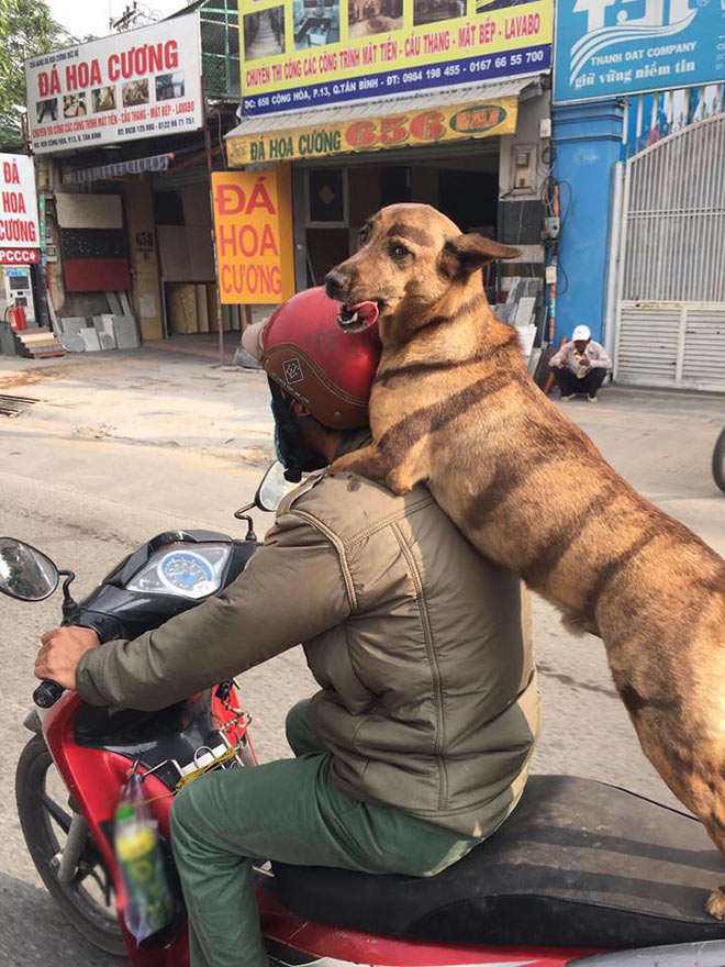 Nhìn những chú chó cưng đi cùng xe máy của chủ của, bạn sẽ thấy chúng rất đáng yêu và hài hước. Họ luôn rèn luyện để trở thành những người bạn đồng hành đáng tin cậy cho chủ của mình trên mọi nẻo đường.