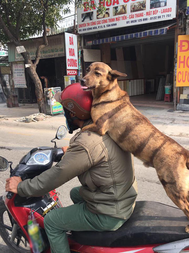 Đôi khi chúng ta nghĩ rằng chỉ có con người mới có khả năng ghép đôi với những loại phương tiện cơ giới. Nhưng khi nhìn thấy hình ảnh của một chú chó đáng yêu ngồi sau chiếc xe máy thì sự thật có phải là đã thay đổi chăng? Con chó này không những thoải mái mà còn rất vui vẻ.
