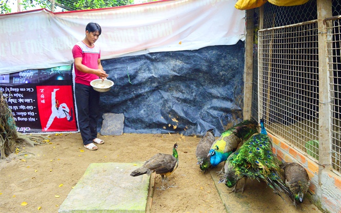 Chim công giống bán công: Chim công giống bán công là một trong những loài chim có kích thước lớn nhất trên thế giới. Với bộ lông đẹp và vẻ ngoài hùng mạnh, chim công giống bán công luôn thu hút sự chú ý của mọi người. Hãy xem hình ảnh để khám phá sự tuyệt vời và kỳ diệu của loài chim này.